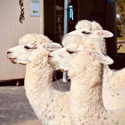 Three Alpacas