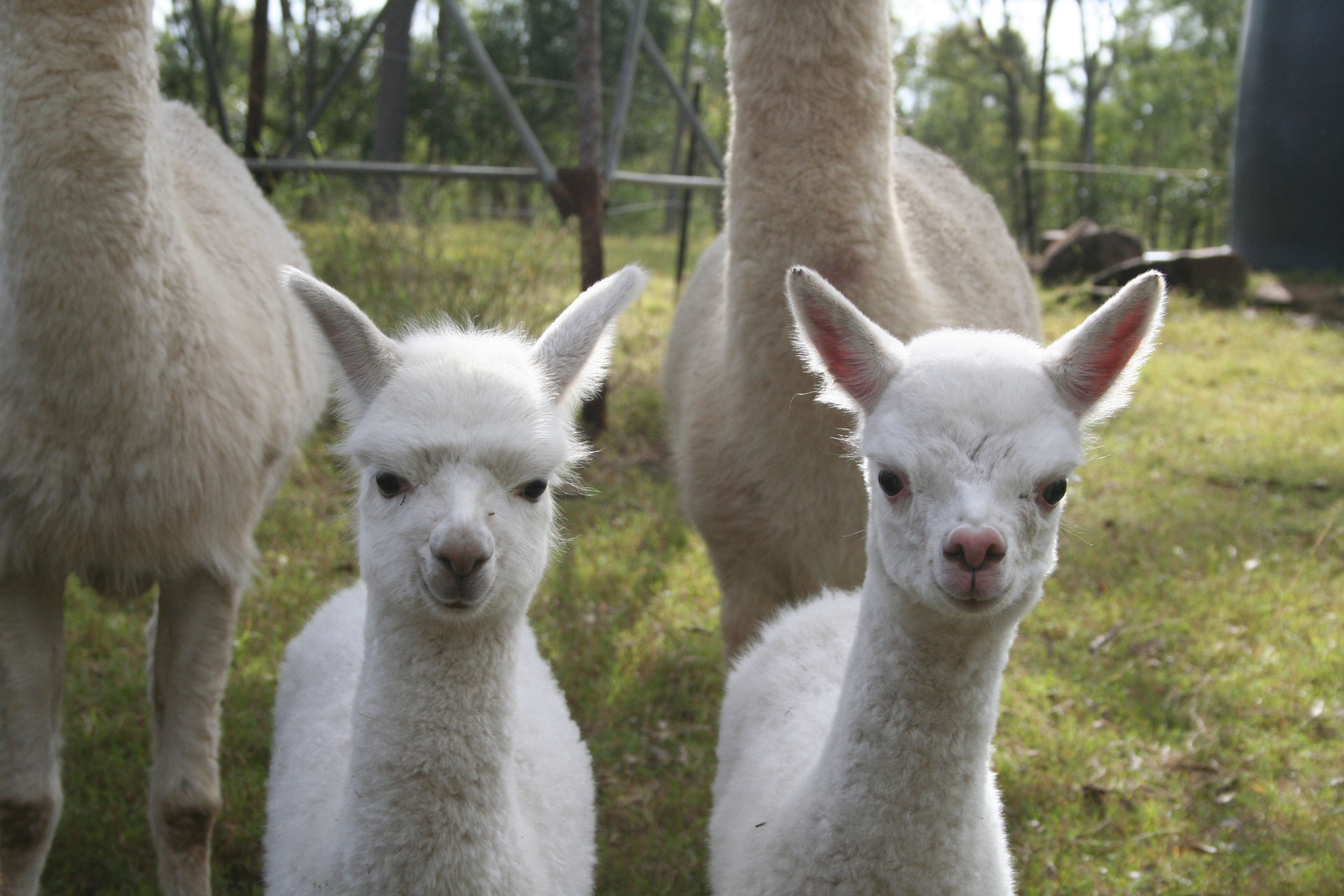 Alpaca-Farms-Woolen-Products-For-Sale